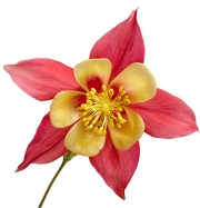 Columbine